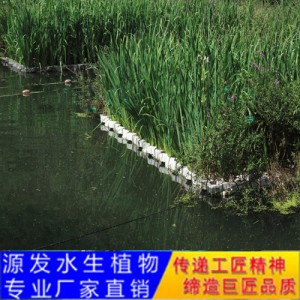 源發(fā)承接各種水生植物凈水綠化工程  生態(tài)浮島