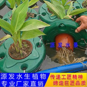 源發(fā)承接各種水生植物凈水綠化工程  生態(tài)浮島