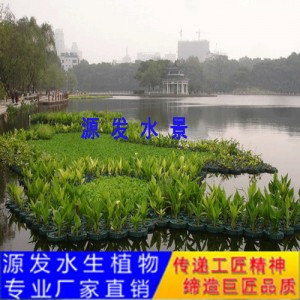 源發(fā)承接各種水生植物凈水綠化工程  生態(tài)浮島