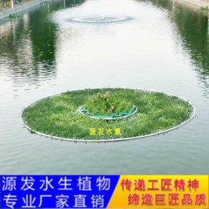 源發(fā)承接各種水生植物凈水綠化工程  生態(tài)浮島