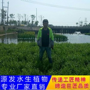 源發承接各種水生植物凈水綠化工程  生態浮島