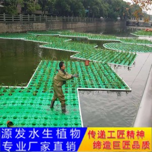 源發承接各種水生植物凈水綠化工程  生態浮島