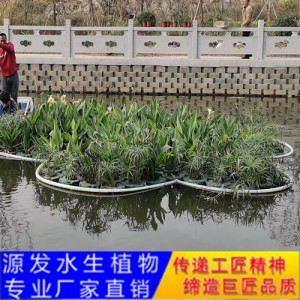 源發承接各種水生植物凈水綠化工程  生態浮島