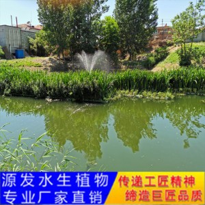 源發承接各種水生植物凈水綠化工程  生態浮島