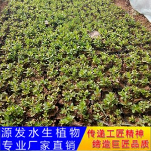 源發承接各種水生植物凈水綠化工程  千屈菜  綠化工程