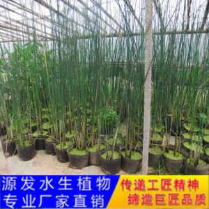 源發承接各種水生植物凈水綠化工程  水蔥