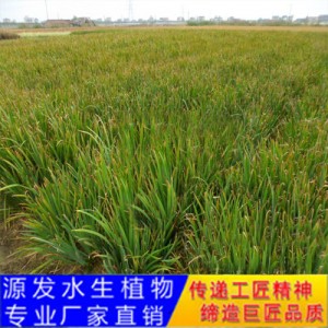 源發承接各種水生植物凈水綠化工程  菖蒲