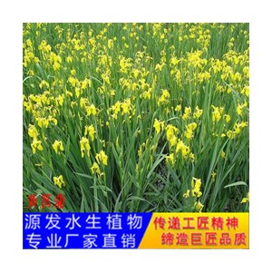 源發承接各種水生植物凈水綠化工程  菖蒲
