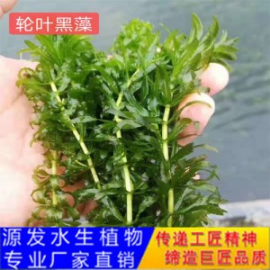 源發承接各種水生植物凈水綠化工程  沉水植物