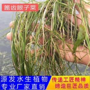 源發承接各種水生植物凈水綠化工程  沉水植物