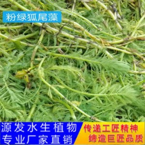 源發承接各種水生植物凈水綠化工程  沉水植物