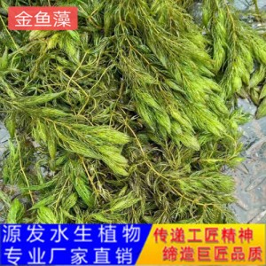 源發承接各種水生植物凈水綠化工程  沉水植物