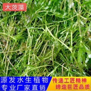 源發承接各種水生植物凈水綠化工程  沉水植物