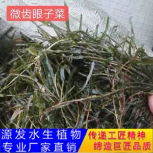 源發承接各種水生植物凈水綠化工程  沉水植物