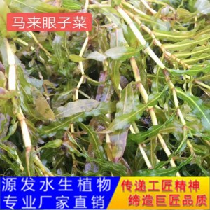 源發承接各種水生植物凈水綠化工程  沉水植物