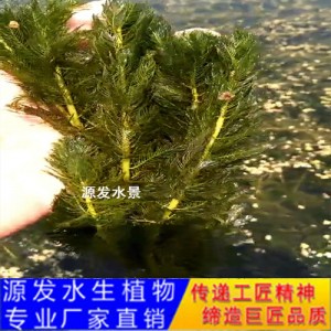 源發承接各種水生植物凈水綠化工程  沉水植物