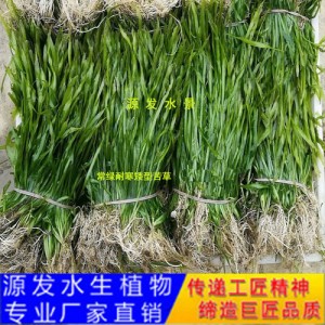 源發承接各種水生植物凈水綠化工程  沉水植物