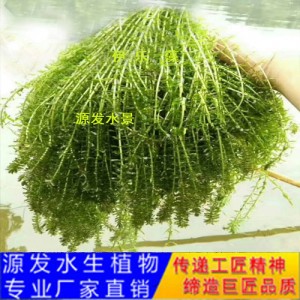 源發承接各種水生植物凈水綠化工程  沉水植物