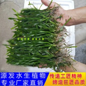 源發承接各種水生植物凈水綠化工程  沉水植物