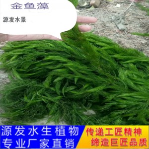 源發承接各種水生植物凈水綠化工程  沉水植物