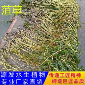 源發承接各種水生植物凈水綠化工程  沉水植物