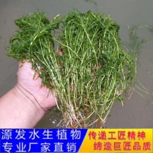 源發承接各種水生植物凈水綠化工程  沉水植物