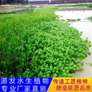源發承接各種水生植物凈水綠化工程  沉水植物