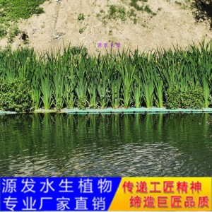 源發承接各種水生植物凈水綠化工程  生態浮島