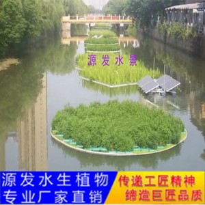 源發承接各種水生植物凈水綠化工程  生態浮島