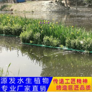 源發(fā)承接各種水生植物凈水綠化工程  生態(tài)浮島