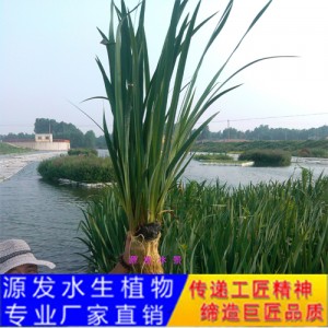 源發(fā)承接各種水生植物凈水綠化工程  生態(tài)浮島