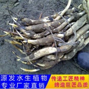 源發(fā)承接各種水生植物凈水綠化工程  荷花苗