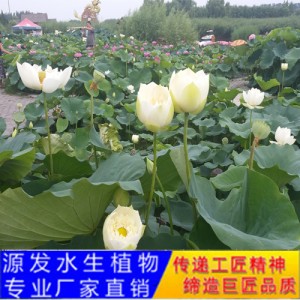 源發(fā)承接各種水生植物凈水綠化工程  荷花苗