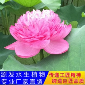 源發(fā)承接各種水生植物凈水綠化工程  荷花苗