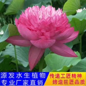 源發(fā)承接各種水生植物凈水綠化工程  荷花苗